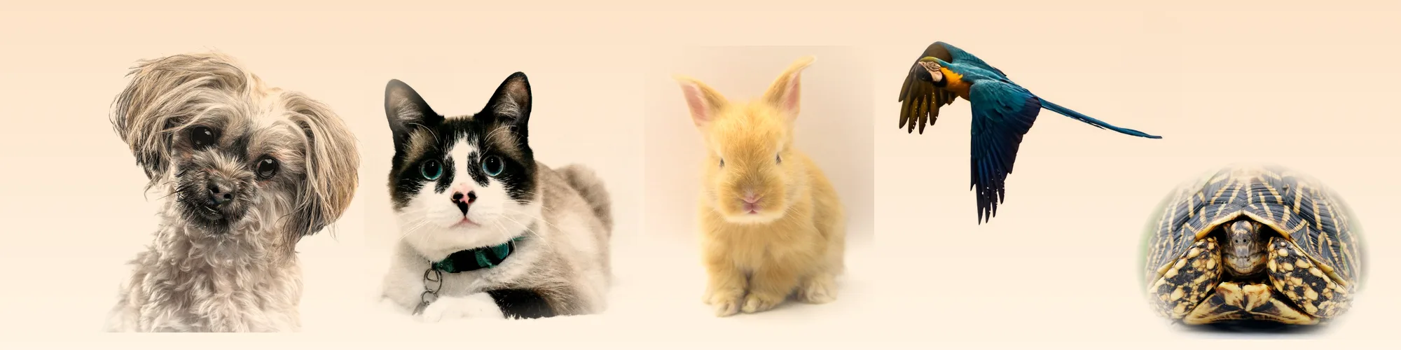 Un chien, un chat, un lapin, un ara et une tortue
